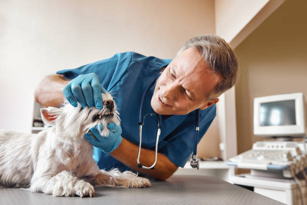 Best Emergency Root Canal Treatment in Forest City, FL